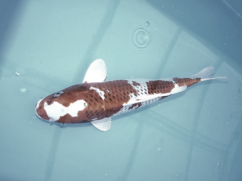 Koi Koikarpfen Koifische